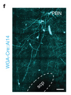 Fig2_f 子图