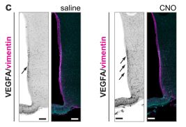 Extended Data Fig9b