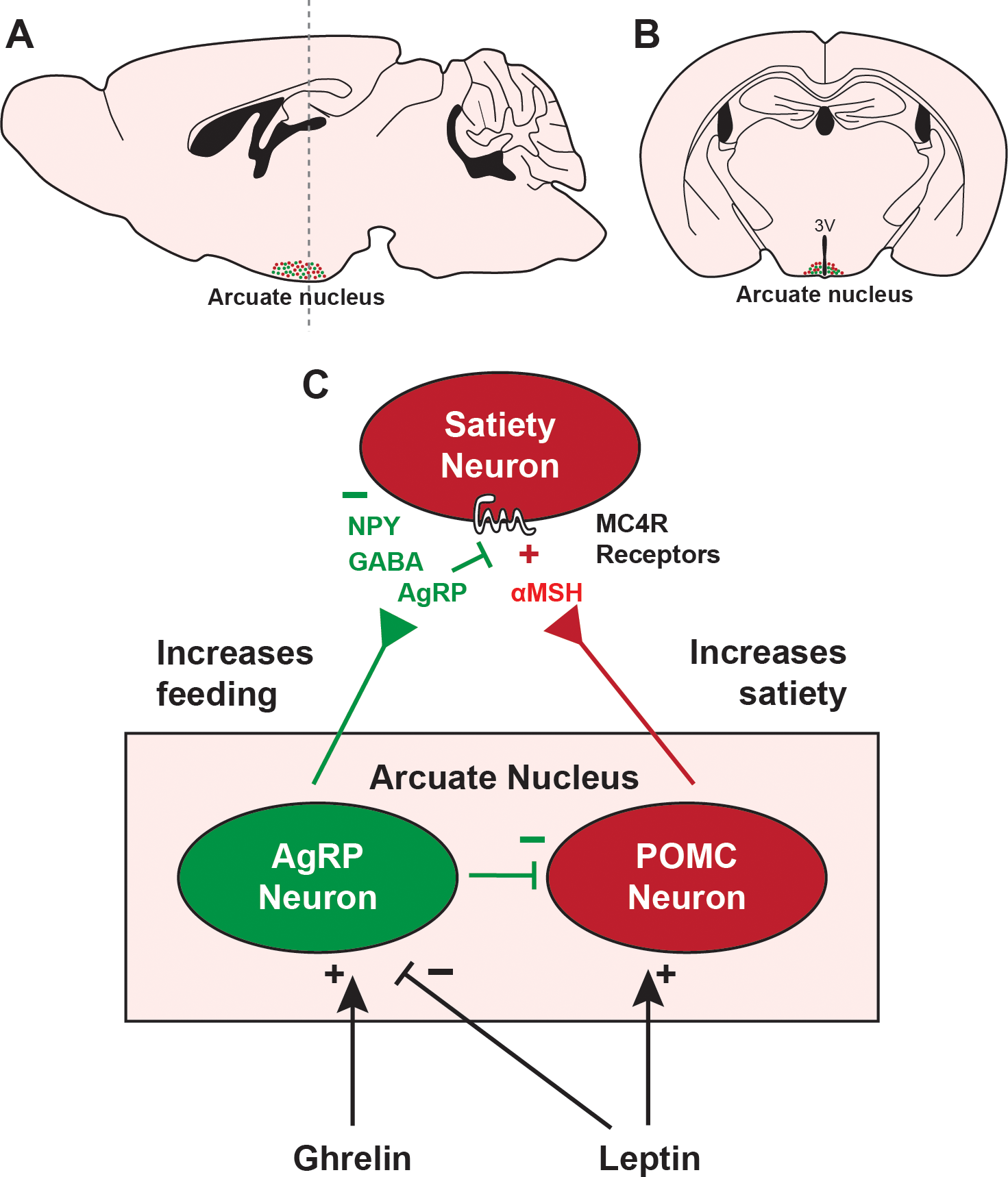 AgRP/POMC食欲神经元调节环路