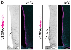 Extended Data Fig9b