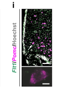 Extended Data Fig9i